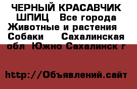 ЧЕРНЫЙ КРАСАВЧИК ШПИЦ - Все города Животные и растения » Собаки   . Сахалинская обл.,Южно-Сахалинск г.